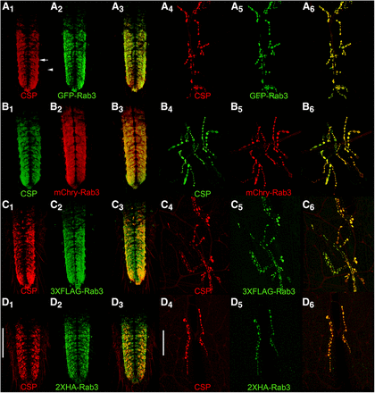 Assessment of co-localization via immunostaining between the endogenous synaptic vesicle marker Cysteine String Protein (CSP) and the tagged variants of Rab3 in third instar larva after pan-neuronal recombinase expression. In the ventral nerve cord (A1-3-D1-3) and at the neuromuscular junction (A4-6-D4-6), CSP exhibits a high degree of co-localization with GFP-Rab3 (A), mCherry-Rab3 (B), 3XFLAG-Rab3 (C), and 2XHA-Rab3 (D). Scale bars: 100μm (D1); 50μm (D4).