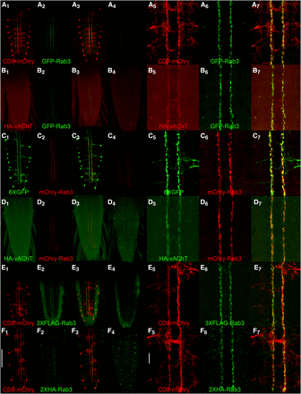 Conditional expression of tagged Rab3 variants in Basin-4 larval neurons. A1, C1, E1, F1) The location and structure of Basin-4 neurons in the larval ventral nerve cord visualized with the plasma membrane marker CD8-mcherry or the cytoplasmic marker 6XGFP. There are two symmetric Basin-4 neurons per segment with peripherally located cell bodies and branched axodendritic processes extending medially to the central region of the VNC. A2, C2, E2, F2) Each of the tagged Rab3 variants exhibits highly restricted localization to two longitudinal strips near the center of the VNC when conditionally expressed in Basin-4 neurons. A3, C3, E3, F3) Overlay. A4, C4) Background levels of expression of GFP-Rab3 and mCherry-Rab3 in the absence of a GAL4 driver. A4 and C4 were imaged and processed identically to A2 and C2, respectively. E4, F4) Background levels of signal detected with anti-FLAG and anti-HA antibodies in negative controls. E4 and F4 were imaged and processed identically to E2 and F2, respectively. A5, C5, E5, F5) High magnification images of the central region of the VNC of Basin-4 neurons visualized with CD8-mCherry or 6XGFP. A6, C6, E6, F6) High magnification images of the tagged Rab3 variants in the central region of the VNC of Basin-4 neurons. A7, C7, E7, F7) Overlay. The tagged Rab3 variants are excluded from all regions of Basin-4 neurons except for two central longitudinal strips. B1, D1) The cholinergic synaptic vesicle marker HA-vAChT localizes to two central strips in the VNC upon conditional expression in Basin-4 neurons. B2, D2) GFP-Rab3 and mCherry-Rab3 localization is restricted to two central strips in the VNC upon conditional expression in Basin-4 neurons. B3, D3) Overlay. HA-vAChT co-localizes with GFP-Rab3 and mCherry-Rab3 in two central strips of Basin-4 neurons. B4, D4) Background levels of expression of HA-vAChT in the absence of a GAL4 driver. B4 and D4 were imaged and processed identically to B2 and D2, respectively. B5, D5) High magnification images of of HA-vAChT conditional expression in Basin-4 neurons in the central region of the VNC. B6, D6) High magnification images of of GFP-Rab3 and mCherry-Rab3 conditional expression in Basin-4 neurons in the central region of the VNC. B7, D7) Overlay. HA-vAChT exhibits nearly indistinguishable localization with GFP-Rab3 and mCherry-Rab3 in Basin-4 neurons at high magnification. Scale bars: 100μm (F1); 15μm (F5).