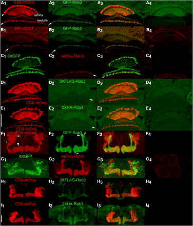 Conditional expression of tagged Rab3 variants in adult L2 lamina optic lobe neurons and MB131B adult γ-lobe mushroom body neurons. A1, C1, D1, E1) Anatomy of L2 lamina neurons visualized with the plasma membrane marker CD8-mCherry or the cytoplasmic marker 6XGFP. The structure of L2 lamina neurons includes cell bodies located between photoreceptor rhabdomeres and the lamina neuropil (arrowhead, A1), axodendritic processes that extend through the lamina neuropil, and synaptic terminals in the medulla (arrow, A1). A2, C2, D2, E2) Localization of tagged Rab3 variants in L2 lamina neurons. Arrows indicate synaptic terminals in the medulla. A3, C3, D3, E3) Overlay. A4, C4, D4, E4) Controls for the tagged Rab3 variants in the absence of a GAL4 driver showing background levels of autofluorescence due to w+ pigment present in photoreceptors. The significant levels of autofluorescence in the lamina, especially in the green channel, confound assessment of localization in the lamina neuropil. Signal above background is detectable in L2 synaptic terminals for all four tagged Rab3 variants, although it is noticeably weaker for 3XFLAG-Rab3 and HA-Rab3. B1-3) Conditional co-expression of HA-vAChT (B1) and GFP-Rab3 (B2) in L2 lamina neurons. Arrows indicate synaptic terminals. B3) Overlay. HA-vAChT and GFP-Rab3 show a high degree of co-localization in L2 synaptic terminals. B4) Control for HA-vAChT in the absence of a GAL4 driver. F1, G1, H1, I1). Anatomy of MB131B Kenyon cell neurons γ-lobe mushroom body neurons visualized with CD8-mCherry or 6XGFP. For one lobe in F1, cell bodies are indicated with an arrow, axodendritic processes with a small arrowhead, and γ-lobe neuropil with a large arrowhead. F2, G2, H2, I2) Localization of tagged Rab3 variants in MB131B mushroom body neurons. F3, G3, H3, I3) Overlay. All tagged Rab3 variants localize to the γ-lobe neuropil where synaptic terminals are located, but not to the cell body or axodendritic regions of MB131B neurons with GFP-Rab3 and mCherry-Rab3 showing significantly stronger signal than 3XFLAG-Rab3 or 2XHA-Rab3. In addition, all tagged variants localize to mushroom body α- and α’-lobe neuropil and variably in β-lobe neuropil. In F2 for one lobe the α-lobe is indicated with a large arrowhead, the α’-lobe with an arrow and the β-lobe with a small arrowhead. F4, G4, H4, I4) Controls for the tagged Rab3 variants in the absence of a GAL4 driver imaged and processed identically to their corresponding variants shown in F2-I2. The absence of signal in mushroom body neuropil in F4-I4 suggests the signal in mushroom body neuropil outside the γ-lobe in F2-I2 is due to developmental expression of the MB131B GAL4 driver in neurons that comprise the other neuropils and is not due to constitutive/leaky expression from the tagged Rab3 variants. Scale bars: 50μm (E1 and I1).