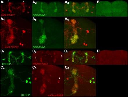 Conditional expression of GFP-Rab3 and mCherry-Rab3 in dopaminergic PPL1-α3 neurons. A1, A4, C1, C4) The PPL1-α3 neurons are represented by the MB060B GAL4 driver that expresses in three neurons of each brain hemisphere as visualized with the plasma membrane marker CD8-mCherry or the cytoplasmic marker 6XGFP. PPL1-α3 neurons extend axodendritic processes that project medially from their cell bodies primarily to the α-lobe of the mushroom body (arrows, A1), but also to the midline. A2, A5) Conditional expression of GFP-Rab3 in PPL1-α3 neurons. GFP-Rab3 localizes exclusively to the α-lobe of the mushroom body where synaptic contact sites are located with no discernible expression in cell bodies or processes outside the α-lobe. A5) A higher resolution image reveals the fine scale structure of SV distribution. A3, A6) Overlays. B) Negative control with all genetic components except the GAL4 driver shows background levels of signal. C2, C5) Conditional expression of mCherry-Rab3 in PPL1-α3 neurons. mCherry-Rab3 localizes predominantly to the α-lobe of the mushroom body, although cell body signal in some PPL1-α3 neurons is perceptible (arrows). This likely does not represent actual SVs since no cell body signal was observed with GFP-Rab3. Outside the cell bodies, mCherry-Rab3 localizes exclusively to the α-lobe region of the mushroom body in a distribution almost indistinguishable from GFP-Rab3. C5) A higher resolution image shows the fine scale structure of SV localization. C3, C6) Overlays. D) Negative control with all genetic components except the GAL4 driver shows background levels of signal. These results demonstrate the signal from the GFP-Rab3 and mCherry-Rab3 SV markers is of sufficient strength to reveal the SV distribution in individual neurons. Scale bars 100μm (B); 50μm (C6).