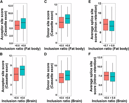 (A-D) Relationship between inclusion ratio and Donor/Acceptor site scores in cassette exons in honey bee fat body and brain. (E-F) Relationship between inclusion ratio and average splice site score in retained introns in fat body and brain. P-values from the Mann-Whitney-Wilcoxon tests for the two inclusion ratio categories: A = 0.0004476, B = 2.762e-06, C = 2.179e-06, D = 5.736e-05, E = 0.002843, F = 0.1034.