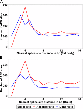 Distances of alternative 5′/3′ splice sites to the nearest splice sites are plotted for both donor and acceptor sites. A: Number of AEB sites for fat body, B: Number of AEB sites for brain. 4 bp and 3 bp gap dominates the alternative acceptor sites. The alternative donor sites show a dominance of 3 bp and 5 bp gap.