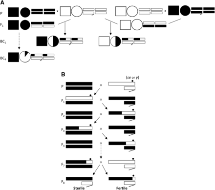 Backcross males (A) and introgression design used to swap fertility/sterility alleles (B). Mitochondrial genome and cytoplasmic factors are represented as squares and circles respectively. Sex chromosomes and autosomes are shown as rectangles. The origin and approximate proportion of each parental genome content is shown by black (D. p. bogotana) and white (D. p. pseudoobscura) fillings. In the crossing scheme used to replace an X-linked HMS allele with a fertile allele, a visible yellow body color marker (y) and a sepia eyes mutation (se: linked to Ovd) were used to track allele segregation.