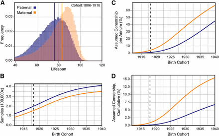 (A) Distribution of parental lifespan values from the 1886-1918 birth cohort. Median values noted with colored vertical lines. (B) Cumulative number of genotyped individuals with complete lifespan data. Birth cohort span from 1886 to year on x axis. Vertical gray line denotes the 1918 cohort. (C) Estimated number of long-lived individuals assumed to be censored as fraction of annual cohort size. (D) Estimated number of long-lived individuals assumed to be censored as a fraction of cumulative cohort size. In all figure panels, paternal individuals are denoted with blue, maternal individuals with orange, and overlapping values are dark orange.