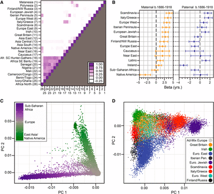 (A) Pairwise correlation between ancestral admixture proportions of genotyped individuals from analysis of paternal lifespan, 1886-1918 birth cohort. (B) Linear regression coefficient (+/−SE) for admixture population and paternal or maternal lifespan. The dashed line at zero represents the mean lifespan for all individuals in the analysis. (C) Population structure, measured with principal component analysis, of individuals from analysis of paternal lifespan, 1886-1918 birth cohort. Each circle is a single individual, colored according to percent composition of Sub-Saharan Africa and Native American / East Asian admixture populations. (D) Population structure within individuals of European descent, after filtering Sub-Saharan Africa, Native American/East Asian groups. Colors depict individuals with majority ethnicity assignment in one of nine European populations.