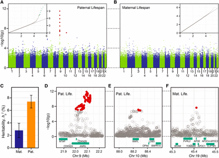 Manhattan plot of GWA results of (A) paternal and (B) maternal lifespan, cohort 1886-1918. Each circle is a single genotyped SNP, solid red circles denote SNPs with Bonferroni corrected P values less than 0.05. Inset: Q-Q plot with expected (x-axis) vs. observed (y-axis) –log10 P values. Non-gray points denote SNPs with Bonferroni corrected P values less than 0.05. Association analysis of candidate loci with imputed data: (C) Heritability of lifespan, estimate (+/−SE) with genome-wide panel of SNPs. (D) Chrm9: ANRIL, paternal lifespan (E) Chrm10: WAPL, paternal lifespan (F) Chrm19: APOE, maternal lifespan. Solid red circle are SNPs with Bonferroni corrected P values less than 0.05. Cyan bars: hg19 gene models.