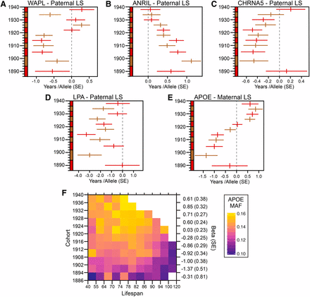(A-E) Forest plots of allelic effect in years (+/−SE) of lead SNP at each candidate locus in 1886-1940 birth cohorts. Alternating red and brown lines mark successive cohorts. (F) Heat map of APOE minor allele frequency in the 1886-1940 birth cohorts, binned into lifespan phenotype classes spanning 40 – 120 years. White squares are missing data- birth cohort, phenotype combinations less than 500 individuals.