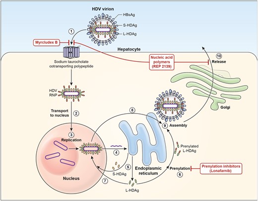  Hepatitis D virus viral life cycle and sites of drug target. 1. Hepatitis D virus (HDV) virion attaches to the hepatocyte via interaction between hepatitis B surface antigen proteins and the sodium taurocholate cotransporting polypeptide (NTCP), a multiple transmembrane transporter. 2. HDV ribonucleoprotein (RNP) is translocated to nucleus mediated by the hepatitis D antigen (HDAg). 3. HDV genome replication occurs via a ‘rolling-circle’ mechanism. 4. HDV antigenome is transported out of the nucleus to the endoplasmic reticulum (ER). 5. HDV antigenome is translated in the ER into small HDAg (S-HDAg) and large HDAg (L-HDAg). 6. L-HDAg undergoes prenylation prior to assembly. 7. S-HDAg is transported back to the nucleus where it supports HDV replication. 8. New HDAg molecules are associated with new transcripts of genomic RNA to form new RNPs that are exported to the cytoplasm. 9. New HDV RNP associates with hepatitis B virus (HBV) envelop proteins and assembled into HDV virions. 10. Completed HDV virions are released from the hepatocyte via the trans-Golgi network.