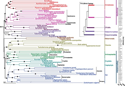 —Phylogenetic tree for 61 eukaryotes, inferred from 351 proteins using Maximum Likelihood (LG + C60 + F+Γ-PMSF model). The numbers on branches show (in order) support values from 100 real bootstrap replicates (LG + C60 + F+Γ-PMSF model) and posterior probabilities from both sets of converged chains in Phylobayes-MPI under CAT-GTR+Γ model (i.e., MLBS/PP/PP). Filled circles represent maximum support with all methods; asterisks indicate a clade not recovered in the Phylobayes analysis. The dashed arrow indicates the placement of malawimonads inferred with Phylobayes-MPI (see also inset summary tree), and gray arrows indicate the placements of other lineages in the Phylobayes-MPI analyses.