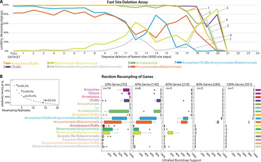 —Effects of fast evolving sites and random subsampling of genes on our phylogenomic analyses. (A) Sites were sorted based on their rates of evolution estimated under the LG + F+Γ model and removed from the data set from highest to lowest rate. Each step has 4,000 of the fastest evolving sites removed progressively. The bootstrap values (UFBOOT; LG + C60 + F+Γ-PSMF model) for each bipartition of interest are plotted. (B and C) Effects of random subsampling of genes within the 351-gene data set. The following bipartitions were examined but received nearly 100% support across the fast site deletion series (data not shown); Amorphea, Obazoa, Amoebozoa, Ancryomonads, and Sar. The following bipartitions were examined but received nearly 0% support across the fast site deletion series (data not shown); Amoebozoa + CRuMs, Metamonada + Ancyromonads, Excavata (No Malawimonads), Excavata + Malawimonads, and Ancyromonads + Malawimonads + CRuMs. (B) Effects of random subsampling of genes on the bipartitions of interest. Inset panel is the calculation of the number of replicates (n) necessary for a 95% probability of sampling every gene when subsampling 20%, 40%, 60%, and 80% of genes using the formula: 0.95 = 1−(1−x/100)n, where x is the percentage of genes subsampled. UFBOOT support values for all nodes of interest with the variability of support values illustrated by box-and-whisker plots.