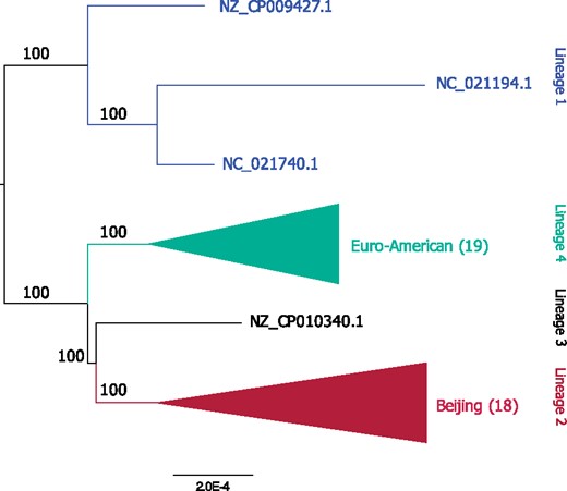 —Phylogenetic tree inferred from the concatenated amino acid alignments of the 2,650 complete single-copy protein families. The total alignment length is 786,198 amino acids, 4,305 (0.55%) of the sites are variable and 1,714 (0.22%) are parsimony informative. The number of strains grouped in the collapsed clade is shown in brackets. See supplementary figure S2, Supplementary Material online for the complete phylogeny. The root position is estimated using midpoint rooting, the MAD method (Tria et al. 2017), and the outgroup method with Mycobacterium canetti based on 2,557 complete single-copy protein families. All approaches infer the root position on the branch splitting lineage 1 from the others; this result is in agreement with previous analyses (Comas et al. 2013).