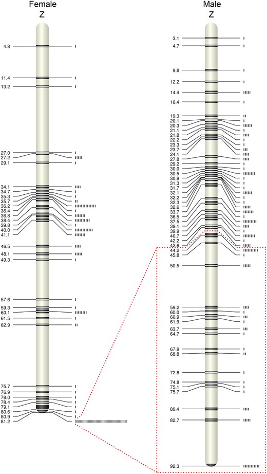 —Male and female best-order linkage maps of the ostrich Z chromosome with genetic distances in cM. The box marks the region of the Z chromosome with male but not female recombination. The bars to the right indicate the number of genes at a given genetic position.