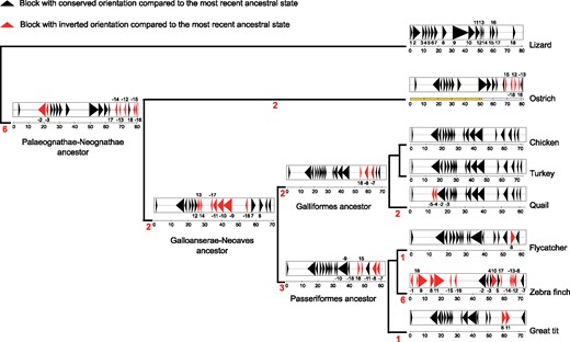 —Overview of inferred inversion events on the Z chromosome across avian lineages. Each triangle represents a synteny block, which are regions with conserved gene order across the phylogeny. Blocks are numbered according to their order in lizard, thought to represent the organization in a common lizard-bird ancestor. Numbers in red on each branch indicate the number of inferred inversion events in that lineage. A coloring (orientation) and numbering (order) scheme is used to denote a change in synteny blocks. Synteny blocks retaining the orientation of the most recent ancestor in the phylogeny are shown in black, while those that have been inverted compared to the immediate ancestor are shown in red. The numbering scheme represents the position of the block compared to lizard. Minus signs denote that a block has the opposite orientation compared to lizard. The position and length of synteny blocks in ostrich is used to depict the Palaeognathae-Neognathae ancestor, while data from chicken are used for the Galloanserae-Neoaves and Galliform ancestors, and data from flycatcher are used for Passeriform ancestor; in each case a ruler below the chromosome shows the position in Mb. The yellow ruler under ostrich Z indicates the PAR. Note that the gap between blocks is due to lack of homology between lizard chromosome 2 and avian species in those segments.