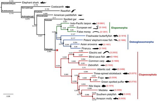 —Phylogenomics inference. Phylogenomic tree inferred by maximum likelihood (ML) based on a supermatrix of 278 orthologs loci (188,505 amino acid sites) from 24 species using Elephant shark as outgroup. Dark gray circles indicate coincident nodes with Bayesian inference (BI) and maximum support values in both approaches (bootstrap=100% and Bayesian posterior probability=1). Branch lengths represent number of substitutions/site. Rates of molecular evolution (i.e., number of amino acids substitutions per site) estimated from the teleost split (red star) to the tips of the topology are indicated in red font close to the name of each taxon.