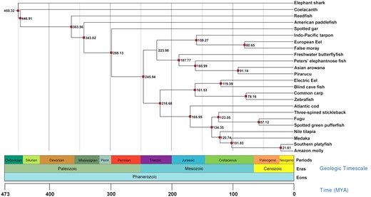 —Divergence time estimation between species. Numbers at nodes represent divergence time estimates in millions of years ago (Ma). Red squares indicate nodes calibrated by fossil records.