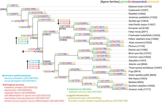 —Reconstruction of gene family evolution. Events of gene family gains, losses, expansions, and contractions were inferred with Wagner parsimony. Number of families are indicated in black fonts near nodes. Gains (green numbers) indicate the number of families acquired along lineages leading to their respective MRCA node. Losses (red numbers) indicate lost families along lineages leading to their respective MRCA node. Expansions are indicated by numbers (in blue font) of expanded families (from size 1) and contractions by the number (in yellow font) of contracted families (to size 1) to their respective MRCA node. Gene Ontology (GO) terms associated with changes observed in key points of the phylogeny are shown near each node. GO enrichment was estimated based on Fisher’s exact test (FDR < 0.05) using, as background, population families present in each respective MRCA node. Arrows indicate terms associated to gains and/or expansions (upward) and losses and/or contractions (downward).
