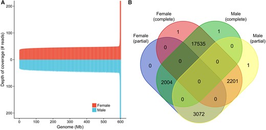 —Comparison of sex-specific sequences and assemblies. Samples from each sex were compared against the main genome assembly containing data from both sexes. (A) Depth of coverage (i.e., average number of reads mapped to a specific region) of female (in red) and male (in blue) reads compared with the main assembly. Coverage was estimated for windows of 50 kb using Mosdepth (Pedersen and Quinlan 2018) and regions were ordered by female coverage estimates (ascending, left to right). Genome scaffolds with <50 kb were not included in the plot. Y axis was restricted to 200 for better visualization. (B) Number of complete and partial genes identified in each sex-specific assembly.