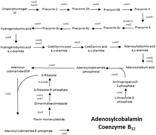 —Schematic representation of the vitamin B12 synthesis pathway in M. tuberculosis.