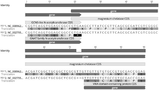 —An alignment of two alternative start codons for HemY in M. tuberculosis using the representative strains H37Rv (Accession Number: NC_000962) and CDC1551 (Accession Number: NC_002755).