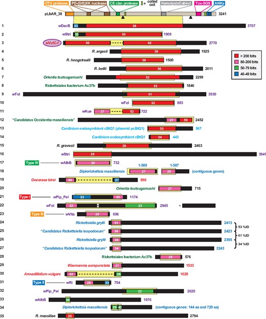 —The modular protein pLbAR_38, carried on plasmid pLbAR of Rickettsia felis str. LSU-Lb, shares similarity to a diverse assemblage of proteins from a narrow range of obligate intracellular bacteria. Protein domains of pLbAR_38 are described in more detail in the text and supplementary figure S1, Supplementary Material online. Black triangles, proprotein convertase cleavage sites (Duckert et al. 2004). A graphical depiction of a Blastp search against the NCBI nr database using pLbAR_38 (coordinates 1–3,048, which excludes the ankyrin repeats) as the query is shown (inset, color key for alignment scores). White numbers indicate % identity across significant alignments. Yellow highlighting depicts the exact region of similarity projected down from the pLbAR_38 schema at top. Subjects missing internal sequence relative to pLbAR_38 (nos 3, 11, 19, and 30) are joined by dashed lines; one subject with a large insertion relative to pLbAR_38 is adjusted accordingly (no. 22). Black regions within subjects depict sequences with no significant matches to pLbAR_38. Taxon color scheme as follows: black, Rickettsia; purple, Wolbachia; dark green, other Rickettsiales; light blue, Cardinium (Bacteroidetes); blue, Diplorickettsia and Rickettsiella (Gammaproteobacteria). Taxa colored red indicate Wolbachia genes within three arthropod genomes: clonal raider ant (Ooceraea biroi), common pillbug (A. vulgare) and little fire ant (W. auropunctata). wVulC-f refers to the f element of A. vulgare (Leclercq et al. 2016). Type I–IV cytoplasmic incompatibility toxins of Wolbachia (LePage et al. 2017) are noted. Note.—Each subject (numbered 1–35 at left) represents a distinct protein architecture, yet in some cases multiple similar proteins can be found for closely related species and strains). See supplementary table S1, Supplementary Material online for information pertaining to all sequences.