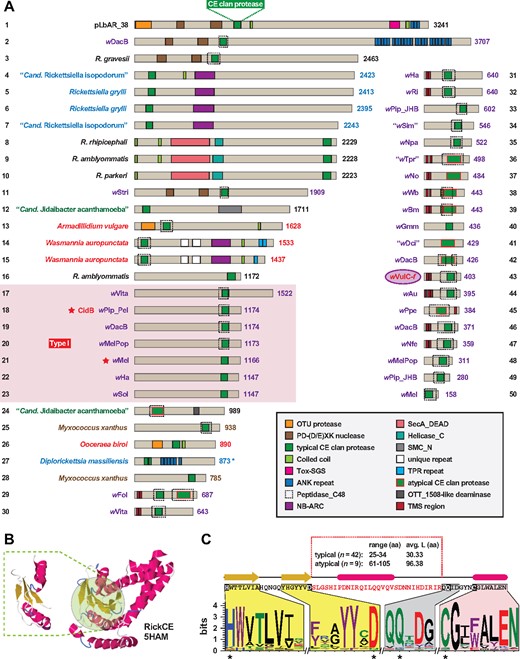 —Cryptic CE clan protease domains are present in putative deubiquitinases across diverse obligate intracellular bacterial species. (A) An assortment of CE clan protease domain-containing proteins (CE-DCPs). The pLbAR_38 CE clan protease domain (coordinates 1,095–1,173), used as the query in Blastp searches against the NCBI nr database, identified CE-DCPs in Wolbachia (purple), Rickettsia (black), Legionellales (blue), other Rickettsiales (dark green), arthropod host (red), and Myxococcus xanthus (brown) genomes, and the f element of A. vulgare (wVulC-f) (Leclercq et al. 2016). Protein domains are described in the gray inset. Dashed boxes indicate Peptidase_C48 (Pfam PF02902) predictions using SMART (Letunic and Bork 2017). Type 1 cytoplasmic incompatibility deubiquitinases (protein nos 17–23) of Wolbachia are grouped within the red box, with stars depicting previously characterized toxins (Beckmann et al. 2017; LePage et al. 2017). Note.—Each subject (numbered 1–50) represents a distinct protein architecture, yet in some cases multiple similar proteins can be found for closely related species and strains. Asterisk for Diplorickettsia massiliensis (protein no. 27) indicates split ORFs (NCBI acc. Nos WP_010597134 and WP_010597133). See supplementary table S1, Supplementary Material online for information pertaining to all sequences. (B) pLbAR_38 CE clan protease domain modeled to RickCE, a CE-DCP of Rickettsia bellii (PDBID: 5HAM) (Pruneda et al. 2016). Modeling done using Phyre2 (Kelley and Sternberg 2009). Green highlighting indicates the RickCE active site, with modeled region of pLbAR_38 within dashed lines. (C) Top, sequence and linear depiction of the predicted structure of pLbAR_38 CE clan protease domain. Highlighting shows the regions encompassing active site residues His and Asp (yellow), Gln (gray) and Cys (magenta). Red sequence indicates length variable region across CE clan protease domains shown in (A). Bottom, sequence logo (Crooks et al. 2004) illustrating active site conservation across the 50 proteins depicted in (A). See figure 2 legend for amino acid coloring scheme.