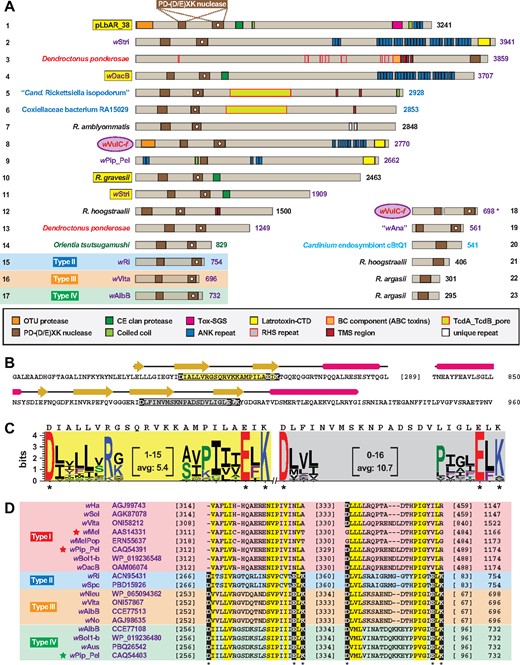 —Proteins with conserved and cryptic PD-(D/E)XK nuclease domains occur in diverse obligate intracellular bacterial species. (A) Assorted PD-(D/E)XK nuclease domain-containing proteins. The pLbAR_38 region encompassing two PD-(D/E)XK nuclease domains (coordinates 462–960), used as the query in Blastp searches against the NCBI nr database, identified PD-(D/E)XK nuclease domain-containing proteins in Wolbachia (purple), arthropod host (red), Legionellales (blue), Rickettsia (black), other Rickettsiales (dark green), and Cardinium endosymbiont cBtQ1 (light blue) genomes, and the f element of A. vulgare (wVulC-f) (Leclercq et al. 2016). Protein domains are described in the gray inset. PD-(D/E)XK nuclease domains containing a white dot indicate less conserved cryptic domains. Note.—Each subject (numbered 1–23) represents a distinct protein architecture, yet in some cases multiple similar proteins can be found for closely related species and strains. Asterisk for wVulC-f (protein no. 18) indicates split ORFs (NCBI acc. nos OJH31453 and OJH31454). See supplementary table S1, Supplementary Material online for information pertaining to all sequences. Yellow highlighting indicates proteins containing both PD-(D/E)XK nuclease and CE clan protease domains. (B) Sequence and predicted structures of pLbAR_38 PD-(D/E)XK nuclease domains. Structure at top depicts modeling of the conserved nuclease domain to Pyrococcus abyssi endoMS (PDBID: 5GKE) (Nakae et al. 2016), and the cryptic nuclease domain to P. abyssi NucS (PDBID: 2VLD) (Ren et al. 2009). Modeling done using Phyre2 (Kelley and Sternberg 2009). Catalytic regions within the endoMS- and NucS-like domains are highlighted yellow and gray, respectively, with active sites Asp, Glu and Lys in black boxes. (C) Sequence logo (Crooks et al. 2004) showing conservation across the catalytic regions of 23 endoMS-like (highlighted yellow) and 17 NucS-like (highlighted gray) domains depicted in (A). pLbAR_38 sequences are shown above logos. See figure 2 legend for amino acid coloring scheme. (D) Alignment of selected Wolbachia Type I–IV CI-inducing toxins. Stars depict previously characterized toxins (Beckmann et al. 2017; LePage et al. 2017). Only the conserved and cryptic PD-(D/E)XK nuclease domains are shown. NCBI protein acc. nos. are provided for each sequence. Yellow highlighting depicts both invariant and semiconserved residues. Active sites Asp, Glu, and Lys are in black boxes.