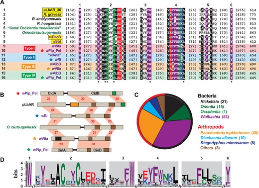 —Xenologs to Wolbachia CidA and CinA antitoxins occur in other obligate intracellular species and some arthropod genomes. Alignments generated using MUSCLE, default parameters (Edgar 2004). See figure 2 legend for amino acid coloring scheme, and supplementary table S1, Supplementary Material online for information pertaining to all sequences. (A) Alignment of CidA, CinA and related proteins from selected Rickettsiales species. Top, six conserved regions. Bottom, asterisks indicate invariant residues. Taxon color scheme as follows: black, Rickettsia; dark green, other Rickettsiales; purple, Wolbachia. Wolbachia Type I–IV antitoxins are labeled accordingly. Yellow highlighting indicates species that contain associated toxins with both CE clan protease and PD-(D/E)XK nuclease domains. (B) Selected toxin/antitoxin operon structures. Information as follows: CidA/B of wPip_Pel (CAQ54390, CAQ54391); pLbAR_36/38 (WP_039595309, WP_081996388); type II TA proteins of wRi (ACN95432, ACN95431); OTBS_1545/1546 of Orientia tsutsugamushi (CAM80637, CAM80639); type III TA proteins of wVita (ONI57866, ONI57867); CinA/B of wPip_Pel (CAQ54402, CAQ54403). Note.—Only coordinates 1–1,200 are shown for pLbAR_38, and a likely spurious ORF encoding 84 aa (KHO02169) occurs between pLbAR_36 and pLbAR_38 (Gillespie et al. 2015). Protein domains as follows: green, CE clan protease; brown, PD-(D/E)XK nuclease; orange, OTU cysteine protease; black, SMART SCOP domain: Wolinella succinogenes cytochrome c nitrite reductase (PDBID: 1fs7) (Einsle et al. 2000). Red shading and numbers indicate % identity across pairwise alignments. (C) Taxonomic breakdown of all antitoxins identified using pLbAR_36 as a query in Blastp searches against the NCBI nr protein database. Outer circle demarcates bacterial (black, n=90) and arthropod (red, n=66) non-redundant subjects. (D) Sequence logo (Crooks et al. 2004) illustrating conservation of the six regions (depicted in A) across 156 antitoxins from (C).
