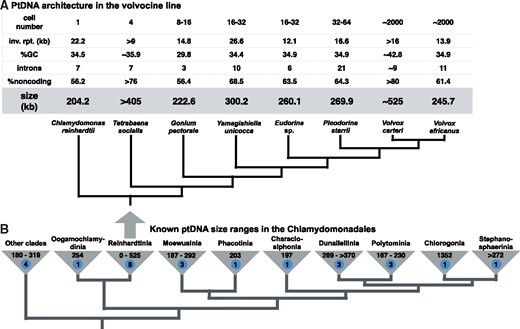 —Variation in plastid genome size across the volvocine line (A) and chlamydomonadalean algae (B). Organismal and plastid genome features are shown in the table above the tree in (A) (inverted repeat region; inv. rpt.). Branching orders based on published phylogenetic analyses, including Nozaki et al. (2006, 2015), Nakada et al. (2008), Herron et al. (2009), and Lemieux et al. (2015). Genome sizes based on published and/or GenBank data. Sample size shown in blue circle.