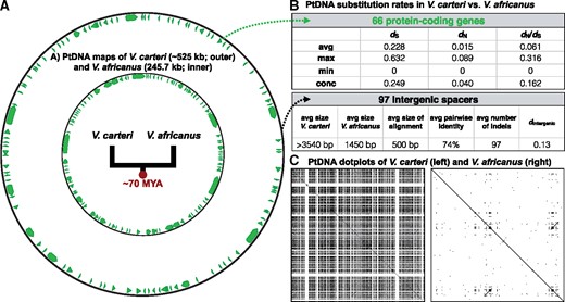 —Comparisons between the Volvox carteri and V. africanus plastid genomes, including genomic maps (A), genetic divergence (B), and repeat content (C). Coding regions shown in green. Substitution rates statistics of intergenic regions based on local alignments. Dotplot was generated using dottup (EMBOSS 6.5.7) using a word size of 20.