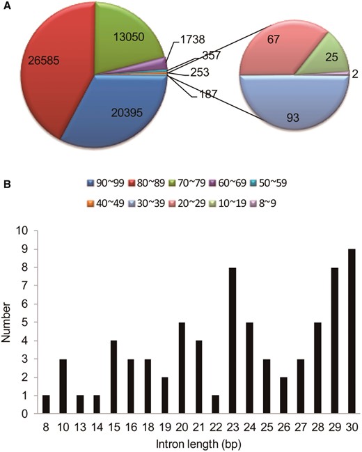 —Distribution of the predicted introns shorter than 100 bp. (A) In the Arabidopsis genome, there are 62,565 introns shorter than 100 bp. A classification of these introns based on the size is shown. Numbers of introns 50–59 bp and 40–49 bp in length are 357 and 253, respectively. (B) The length of introns 30 bp or shorter and the number of introns of that length, as predicted by TAIR.