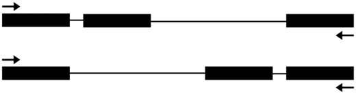 —A diagram of the principle for the RT-PCR analysis primers. Besides the putative very small intron, another intron was also included in the RT-PCR analysis to make sure that the PCR product is from a true cDNA fragment. Black boxes represent the exon, and black lines represent the intron. Upper: the very small intron is before another larger intron; lower: the very small intron is after another larger intron. The arrows indicate the positions of the primers for RT-PCR analysis.