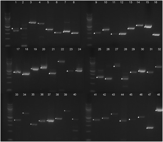 —Electrophoresis analysis of the RT-PCR products of the selected 48 predicted introns. Each number (1–48) corresponds with one predicted intron from RT-PCR analysis, also shown in table 1. Bands of cDNA are marked with ▲; bands of genomic DNA are marked with *. Molecular weight markers are 100 bp DNA ladders (New England Biolabs).