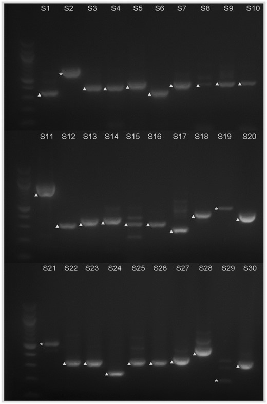 —Electrophoresis analysis of the RT-PCR products from the selected 30 predicted introns 31–59 bp in length. S1–S30 correspond to each intron that was analyzed, which are also shown in table 1. Bands of cDNA are marked with ▲; bands of genomic DNA are marked with *. Molecular weight markers are 100 bp DNA ladders (New England Biolabs).
