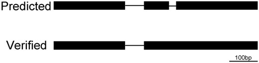 —Analysis of the introns in AT1G71280. Upper: the predicted gene model; the very small predicted intron on the right, AT1G71280.1-2, does not exist. Lower: the confirmed gene model; the intron AT1G71280.1-1 is 66 bp.