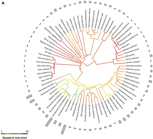 —Ancestral character estimation of gene copy number at MHC class I (A) and class II (B) along the branches and nodes of avian phylogeny. Bars associated with each terminal node indicate raw number of gene copies.