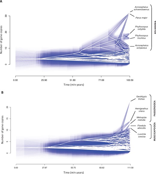 Traitgrams for gene copy number at MHC class I (A) and class II (B) of birds. The vertical position of nodes shows reconstructed ancestral states for the number of MHC gene copies, while the horizontal position gives time from the root. Uncertainty is shown via increasing transparency of blue lines plotted along branches and at nodes which indicate 95% confidence intervals point estimates.