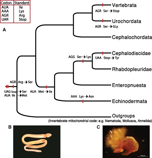 Variant codes in mitochondrial genomes within deuterostomes and photos from representatives of hemichordates. (A) Phylogenetic relationships according to the current understanding of deuterostome phylogeny based on multiple studies, red bars show codon reassignment events, the table on the top left shows standard genetic code for the affected codons. (B) Acorn worm Schizocardium braziliense collected from Mississippi (photo by Joie Cannon). (C) Cephalodiscus sp. collected from Heron Island, Queensland, Australia (photo by Kevin Kocot).