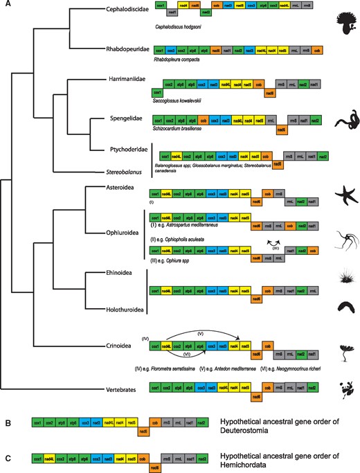 —Mitochondrial gene order within deuterostomes. (A) Current understanding of relationships within Deuterostomia and mitochondrial gene order for each taxon. Deuterostome phylogeny is depicted based on Cannon et al. (2014). Only protein-coding genes and ribosomal RNA genes of available mitochondrial genomes are included. Gene orders of tunicates were excluded. Genes are not scaled to real length and are indicated by standard abbreviations. Genes in a different line indicate different coding strand and colors indicate by protein complexes, and arrows indicate alternative gene arrangements in the corresponding species. (B) Hypothetical ground pattern of deuterostome mitochondrial genome. (C) Hypothetical ground pattern of hemichordate mitochondrial genome.