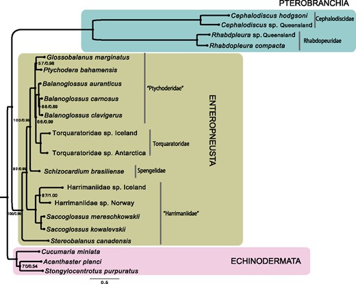 —Phylogenetic reconstruction of Hemichordata based on 13 mitochondrial protein-coding genes. Majority rule (50%) consensus phylogram from the Bayesian analysis of the concatenated data matrix is shown. Values are shown next to nodes with ML bootstrap support values left and posterior probabilities right. All nodes are supported with 100% bootstrap value or posterior probabilities of 1.0 unless otherwise noted.