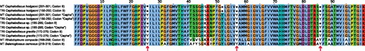 Partial alignment of conserved region of translated cox1 gene sequences (100 amino acid positions) indicates that UAA decodes Tyr instead of Stop in Cephalodiscus mitochondrial genomes (confirmed by mitochondrial gene in the transcriptomic data from the same species). The alignment corresponding to amino acid positions is labeled in the header of each sequence. Codon UAA is translated into either Stop (*) based on Echinodermata codon table (Codon 9) or Tyr in Cephalodiscus mitochondrial genomes (Codon “Cepha”). The header of the sequence (Left) starting with “MT” indicates that the corresponding sequence is from mitochondrial genome assemblies, whereas “TRI” indicates that the sequence is extracted from transcriptomic data.