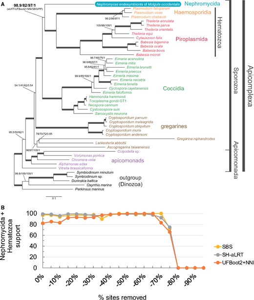 —Nephromyces, and the Nephromycida, branch within the Apicomplexa as sister to the Hematozoa. Nephromyces represents a chimeric taxon assembled from several most closely related lineages found inside the renal sac of a single Molgula occidentalis host. (A) A maximum-likelihood tree for the Apicomplexa inferred by IQ-TREE using the site-heterogeneous LG+PMSF(C60)+F+G4 model on 90 nucleus-encoded genes (24,754 amino acid sites). Branch support values are 100% SH-aLRT, 100% UFBoot2+NNI, 100% SBS, and 1.0 PP unless annotated. (B) Progressive removal of the fastest-evolving sites in increments of 5% and variation of SBS, SH-aLRT, and UFBoot2+NNI branch support values under the site-heterogeneous LG+PMSF(C60)+F+G4 model for the branch that united the Nephromycida and the Hematozoa.