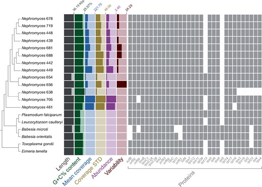 —The Nephromyces clade (Nephromycida) is diverse and here comprises at least 13 distinct apicoplast genomes found in a metagenome derived from the renal sac of a single individual of the molgulid tunicate host, Molgula occidentalis. Each apicoplast genome is found at different abundances in the metagenome. The genomes show differences in gene content, G+C% content, and sequence divergence (see branch lengths in supplementary fig. S4A, Supplementary Material online). The guide cladogram is derived from the phylogram in supplementary figure S5, Supplementary Material online. The predicted genes orf59 and orf88 might be rps18 and rpl19, respectively, based on remote similarities to these genes in the GenBank nr database. Genome features were calculated in Anvi’o v4. The apicoplast genomes of Nephromyces 654 (26.24 kb) and 656 (26.78 kb) could not be circularized and appear as smaller than all others because they lack one or both rRNA-gene operons, respectively. Mean coverage: average depth of coverage across contig. Coverage STD: the standard deviation of coverage values for a given contig. Abundance: mean coverage of a contig divided by that sample’s overall mean coverage. Variability: number of reported single-nucleotide variants per kilo base pair.