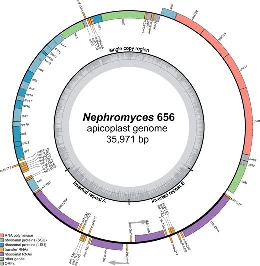 —The apicoplast genome of Nephromyces 656 as a representative of the Nephromicida. Nephromyces 656’s apicoplast genome has a size of 35,971 kb, encodes 31 protein-coding genes, two rRNA genes, and 24 tRNA genes, and is representative of all other Nephromyces lineages found in the renal sac of a single Molgula occidentalis individual (see fig. 2). The apicoplast genome map of Nephromyces 656 was drawn with OGDraw v1.1.1.