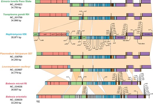 —The apicoplast genome of Nephromyces closely resembles those of other sporozoans such as hematozoans and coccidians in terms of general organization (i.e., one single copy region and two inverted repeats that contain the rRNA-gene operons), and gene content and order. However, a shared orf59-orf88 gene cluster (surrounded by sufB and rpoB) between Nephromyces and hematozoans support their monophyly as suggested by nuclues-gene trees. Two divergent representatives are shown for the Haemosporidia, Piroplasmida, and Coccidia. Piroplasmids have slightly more divergent apicoplast genomes. Gene coloring scheme follows that in Fig. 3. Genes colored in gray represent ORFs or highly divergent genes that are otherwise syntenic with those in other apicoplast genomes.