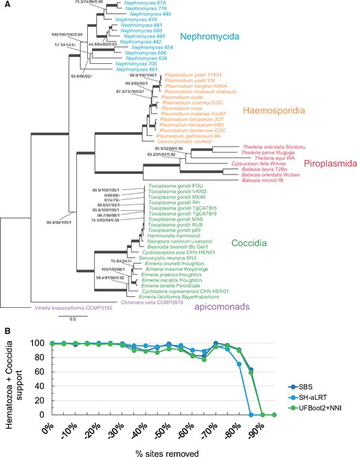 —(A) A maximum-likelihood tree for the Apicomplexa inferred by IQ-TREE using the site-heterogeneous LG+PMSF(C60)+F+G4 model on 35 plastid-encoded genes (6,403 amino acid sites). Branch support values are 100% SH-aLRT, 100% UFBoot2+NNI, 100% SBS, and 1.0 PP unless annotated. (B) Progressive removal of the fastest evolving sites in increments of 5% and variation of SBS, SH-aLRT, and UFBoot2+NNI branch support values under the site-heterogeneous LG+PMSF(C60)+F+G4 model for the branch that united the Hematozoa and the Coccidia.