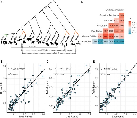 —Correlation of Ki/Ks values between different taxa. (A) Phylogenetic Tree of 9 representative species pairs (full names are shown in supplementary table S1, Supplementary Material online). R2 values (pairwise correlation of Ki/Ks’s) range from 0.86 to 0.96 in 6 vertebrates (horizontal solid line), except for Homo–Pan pairs. Three species pairs, Rodent, Drosophila, and Arabidopsis (bold orange lines), are selected to show species pairs with long evolutionary distance. (B–D) Scatter plots of Ki/Ks between Rodent, Drosophila, and Arabidopsis. The solid black lines are linear regression lines and the legends on the top left are the regression formulas and their R2. (E) Pairwise R2 values of Ki/Ks among seven species pairs in vertebrates.