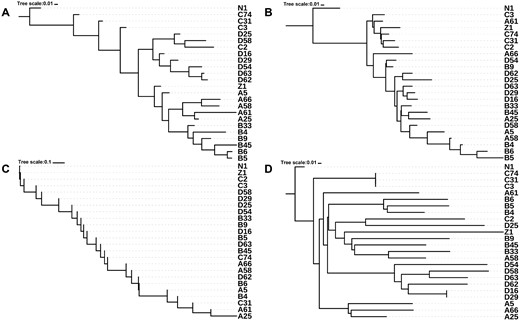 —Dendrograms constructed based on different distance matrices. (A) Coordinate, (B) Het, (C) mtCN, and (D) SNV dendrogram. Note that (C) was created from scalar values of the copy number; thus, the tree cannot branch.