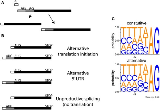 —Alternative spliced leader trans-splicing occurs through the addition of the spliced leaders at distinct acceptor sites of pre-mRNA derived from the same gene locus. (A) mRNAs that undergo spliced leader addition at more than one site give rise to mRNAs with distinct 5′ ends. (B) Possible functional outcomes of alternative spliced leader trans-splicing. (C) Nucleotide context of acceptor sites used by spliced leader trans-splicing, constitutive sites (top panel), and alternative sites (bottom).