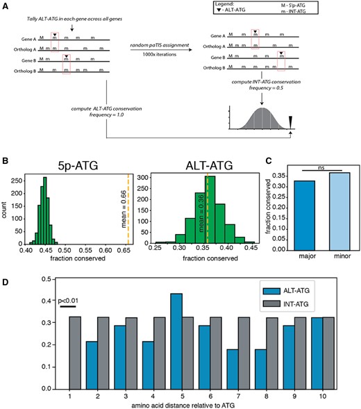 —Evolutionary conservation of ALT-ATGs is similar to INT-ATGs. (A) Diagram of permutation workflow setup for comparing ALT-ATG to background (INT-ATG). (B) Left panel—conservation of 5p-ATG represented as yellow dashed line. Null distribution (INT-ATG conservation represented as green bars). Right panel—same comparison as Left panel, but yellow dashed line represents conservation of ALT-ATGs. (C) Conservation comparison between major and minor ALT-ATGs. (D) Position specific conservation of ATGs near INT-ATGs and ALT-ATGs (blue bars).