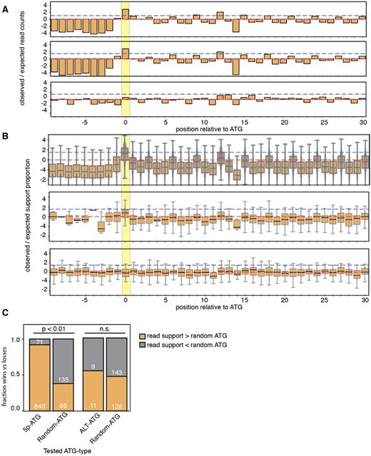 —ALT-ATGs do not share TIS signatures observed in ribosome profiling data. (A) Ribosome profiling summary read support distributions relative to 5p-ATGs from all genes (top panel), ALT-TS genes (middle), and ALT-ATGs (bottom panel). Red and blue dashed lines represent expected totals and log2-fold change of 1.5. Yellow bar highlights position of putative translation initiation site. (B) Proportion of ribosome-profiling nucleotide-specific support within 40-nt window of 5p-ATG for all genes (top panel), 5p-ATG for ALT-TS genes (middle panel), and ALT-ATGs (bottom panel). (C) Comparison of ribo-seq read support between different ATG types and randomly selected INT-ATG.